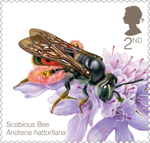 Bees 2nd Stamp (2015) Scabious Bee (Andrena hattorfiana)