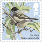 Songbirds 1st Stamp (2017) Blackcap