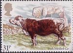 Cattle 31p Stamp (1984) Irish Moiled Cow