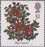 Roses 31p Stamp (1991) Rosa moyesii