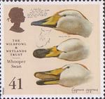 The Wildfowl and Wetlands Trust 41p Stamp (1996) Whooper Swan