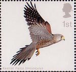 Birds of Prey 1st Stamp (2003) Kestrel with Wings fully extended upwards