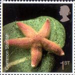 Sea Life 1st Stamp (2007) Common Starfish