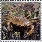 Sea Life 1st Stamp (2007) Shore Crab