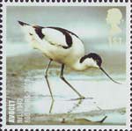 Birds 1st Stamp (2007) Avocet