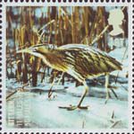 Birds 1st Stamp (2007) Bittern