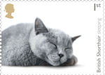 Cats 1st Stamp (2022) British Shorthair sleeping