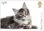 Cats £1.85 Stamp (2022) Maine Coon staring