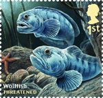 Sustainable Fish 1st Stamp (2014) Wolffish