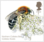 Bees £1.00 Stamp (2015)  Northern Colletes Bee (Colletes floralis)