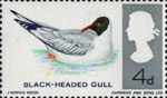 British Birds 4d Stamp (1966) Black-headed Gull