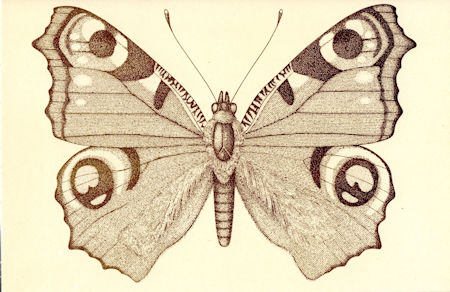 Butterflies (1981)