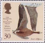 The Wildfowl and Wetlands Trust 30p Stamp (1996) White-fronted Goose