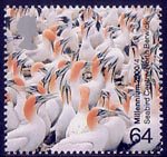 Millennium Projects (1st Series). 'Above and Beyond' 64p Stamp (2000) Cape Gannets (Seabird Centre, North Berwick)