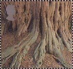 Millennium Projects (8th Series). 'Tree and Leaf' 2nd Stamp (2000) Tree Roots ('Yews for the Milennium Project')