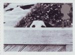 Cats and Dogs 1st Stamp (2001) Dog Behind Fence