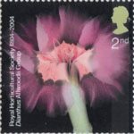 The Royal Horticultural Society (1st) 2nd Stamp (2004) Dianthus Allwoodii Group