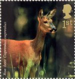 Woodland Animals 1st Stamp (2004) Roe Deer