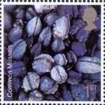 Sea Life 1st Stamp (2007) Mussel