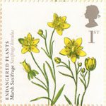 Plants 1st Stamp (2009) Marsh Saxifrage