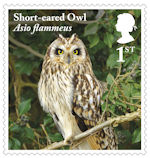 Owls 1st Stamp (2018) Short-eared Owl