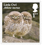 Owls 1st Stamp (2018) Little Owl, juvenile