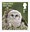 1st, Tawny Owl, juvenile from Owls (2018)