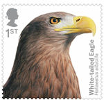 Birds of Prey 1st Stamp (2019) White-tailed Eagle
