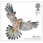 Birds of Prey 1st Stamp (2019) Merlin