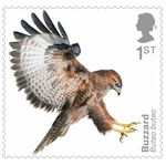 Birds of Prey 1st Stamp (2019) Buzzard