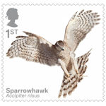 Birds of Prey 1st Stamp (2019) Sparrowhawk