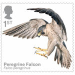 Birds of Prey 1st Stamp (2019) Peregrine Falcon