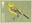 1st, Yellow Wagtail, Motacilla flava from Migratory Birds (2022)