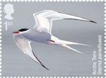 Migratory Birds 1st Stamp (2022) Arctic Tern, Sterna paradisaea