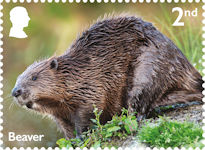 River Wildlife 2nd Stamp (2023) Beaver