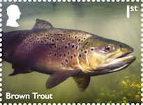 River Wildlife 1st Stamp (2023) Brown Trout