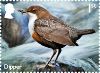 River Wildlife 1st Stamp (2023) Dipper