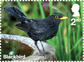 Garden Wildlife 2nd Stamp (2025) Blackbird