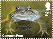 Garden Wildlife 2nd Stamp (2025) Common Frog