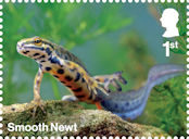 Garden Wildlife 1st Stamp (2025) Smooth Newt