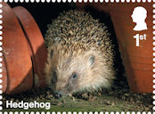 Garden Wildlife 1st Stamp (2025) Hedgehog