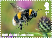 Garden Wildlife 1st Stamp (2025) Buff-tailed Bumblebee