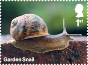 Garden Wildlife 1st Stamp (2025) Garden Snail