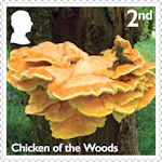 Mushrooms 2nd Stamp (2025) Chicken of The Woods -  Laetiporus sulphureus
