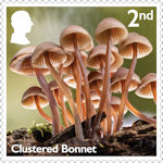 Mushrooms 2nd Stamp (2025) Clustered Bonnet - Mycena inclinata