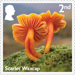 Mushrooms 2nd Stamp (2025) Scarlet Waxcup - Hygrocybe coccinea