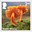 2nd, Scarlet Waxcup - Hygrocybe coccinea from Mushrooms (2025)