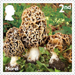 Mushrooms 2nd Stamp (2025) Morel - Morchella vulgaris