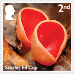 Mushrooms 2nd Stamp (2025) Scarlet Elf Cup - Sarcoscypha austriaca