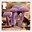 1st, Amethyst Deceiver - Laccaria amethystina from Mushrooms (2025)
